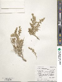 Image of Atriplex confertifolia