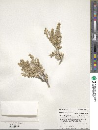 Atriplex confertifolia image