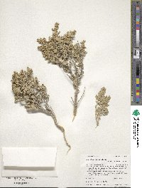 Atriplex confertifolia image