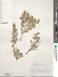 Atriplex confertifolia image