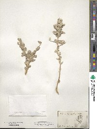 Atriplex confertifolia image