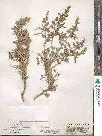 Atriplex confertifolia image