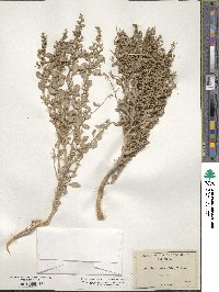 Atriplex confertifolia image