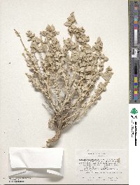 Atriplex confertifolia image