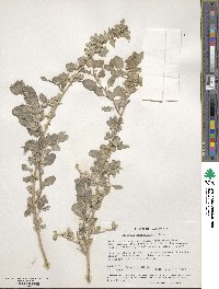 Atriplex confertifolia image