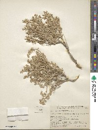 Atriplex confertifolia image