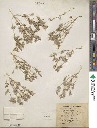 Atriplex coronata image