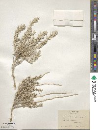 Atriplex corrugata image