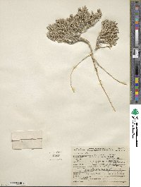 Atriplex corrugata image