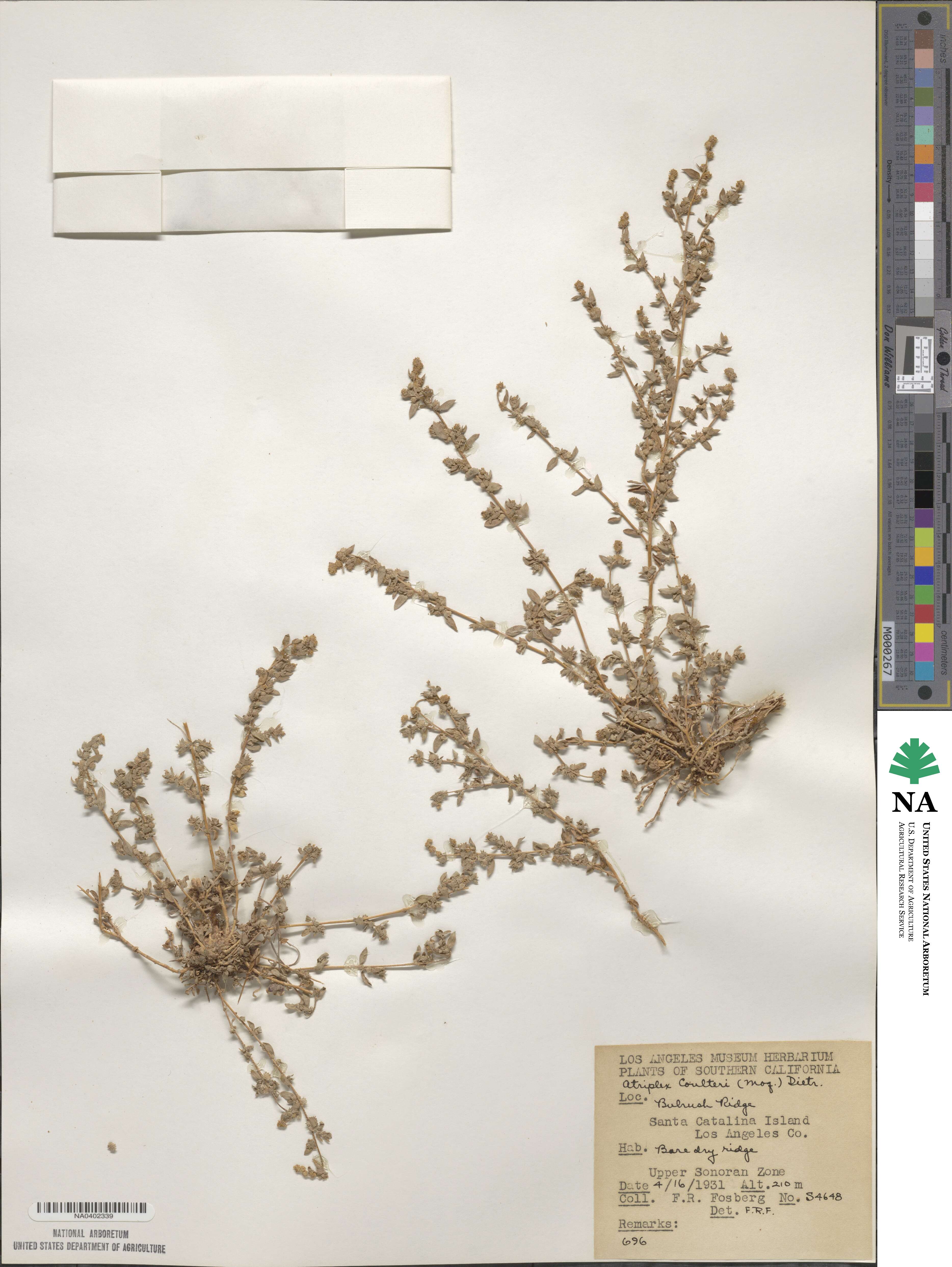 Atriplex coulteri image