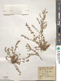 Atriplex coulteri image