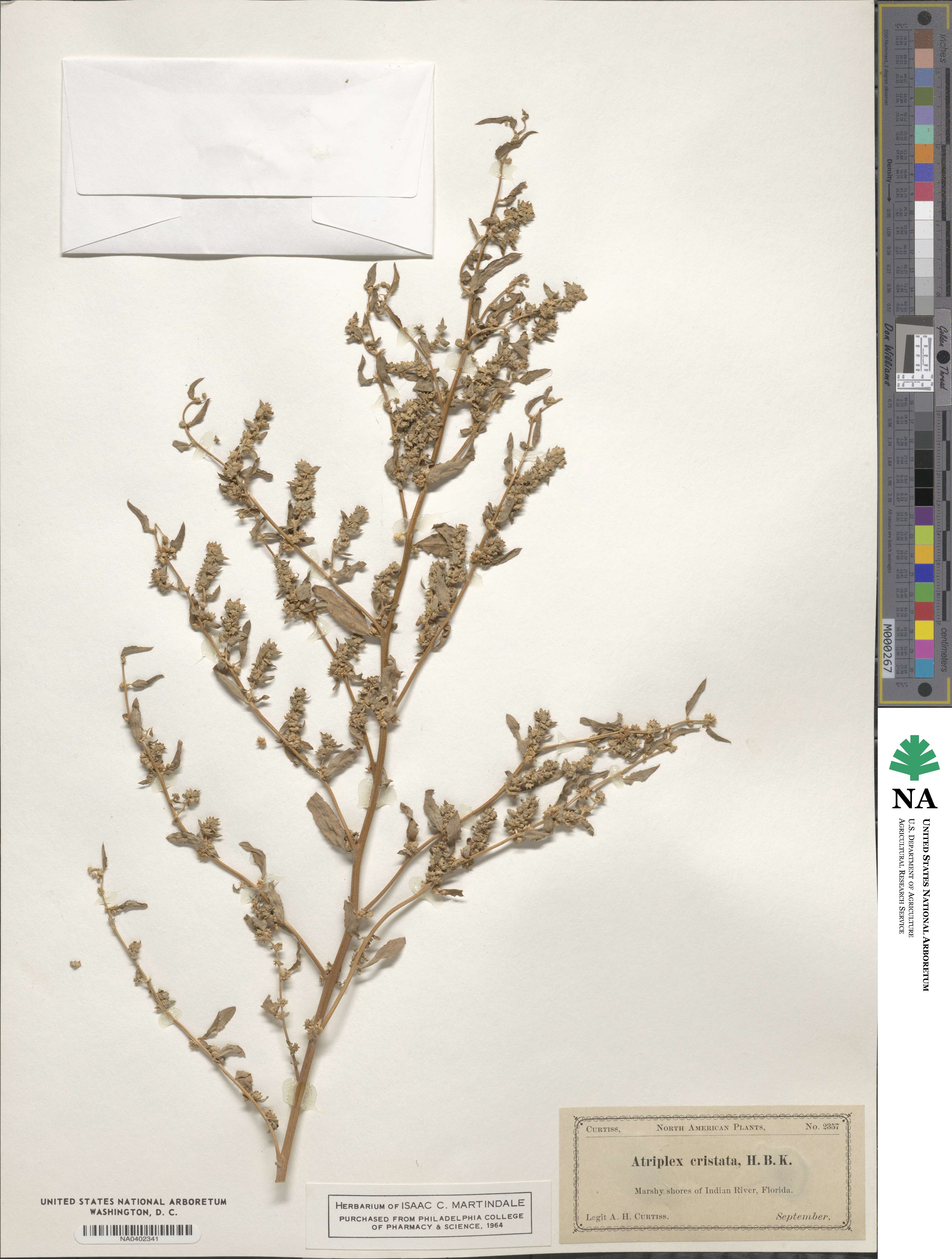 Atriplex cristata image