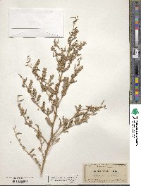 Image of Atriplex cristata