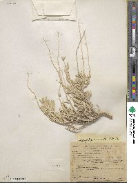 Atriplex cuneata image