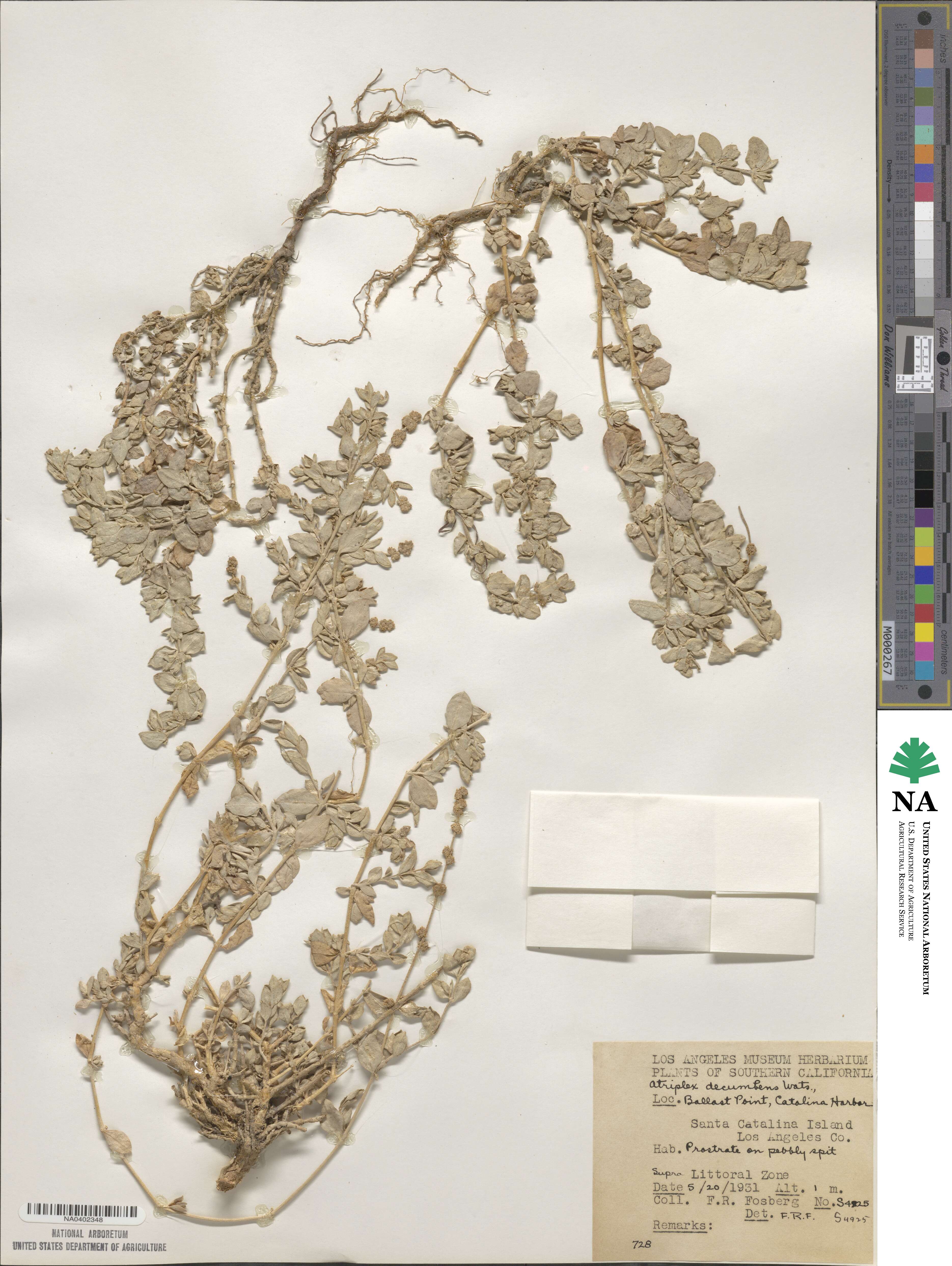 Atriplex decumbens image