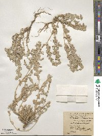 Atriplex decumbens image