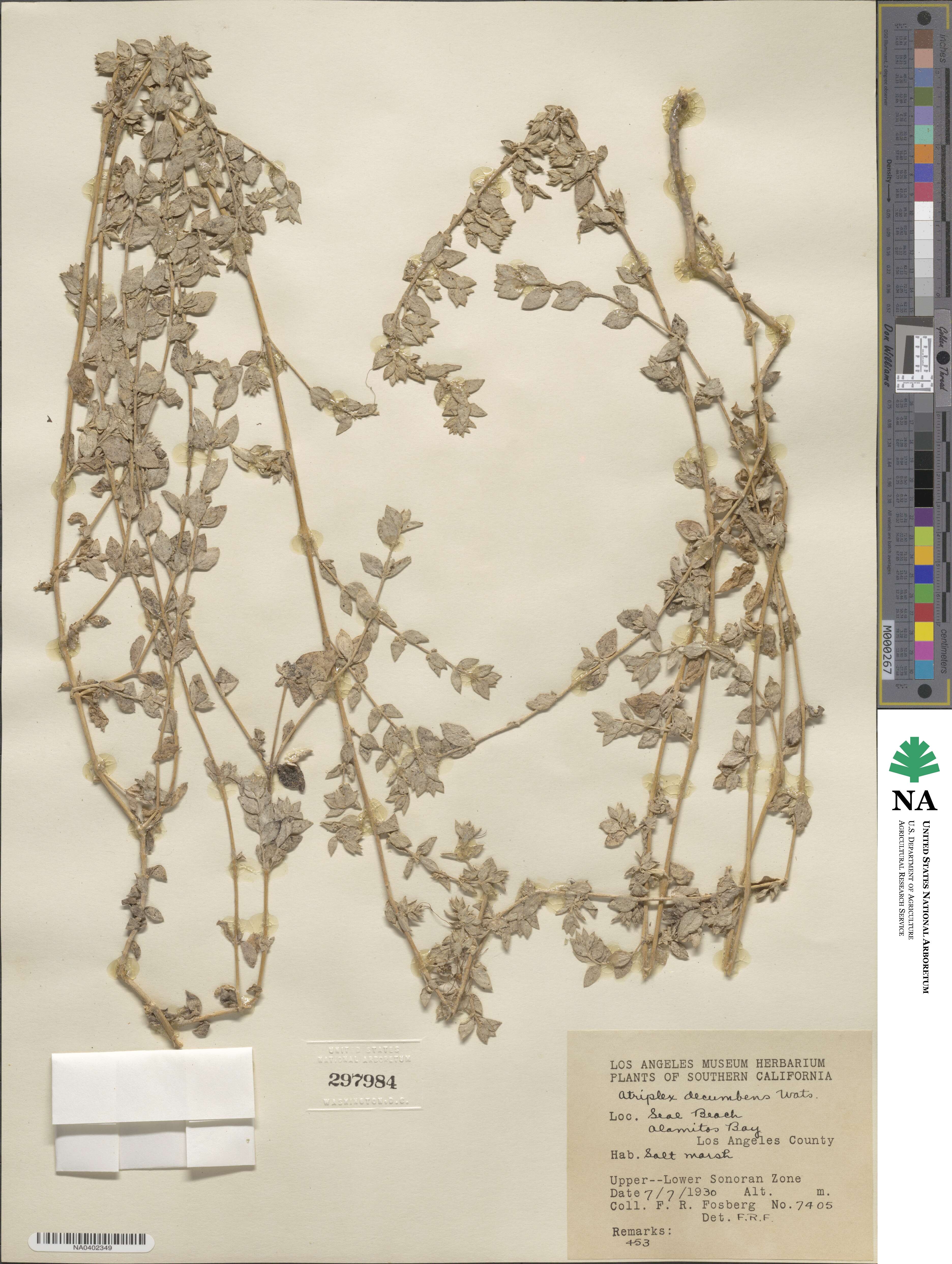 Atriplex decumbens image