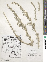 Atriplex elegans image