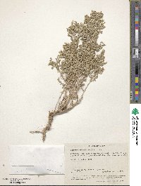 Atriplex elegans image