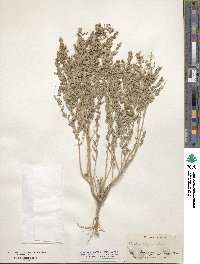 Atriplex elegans image