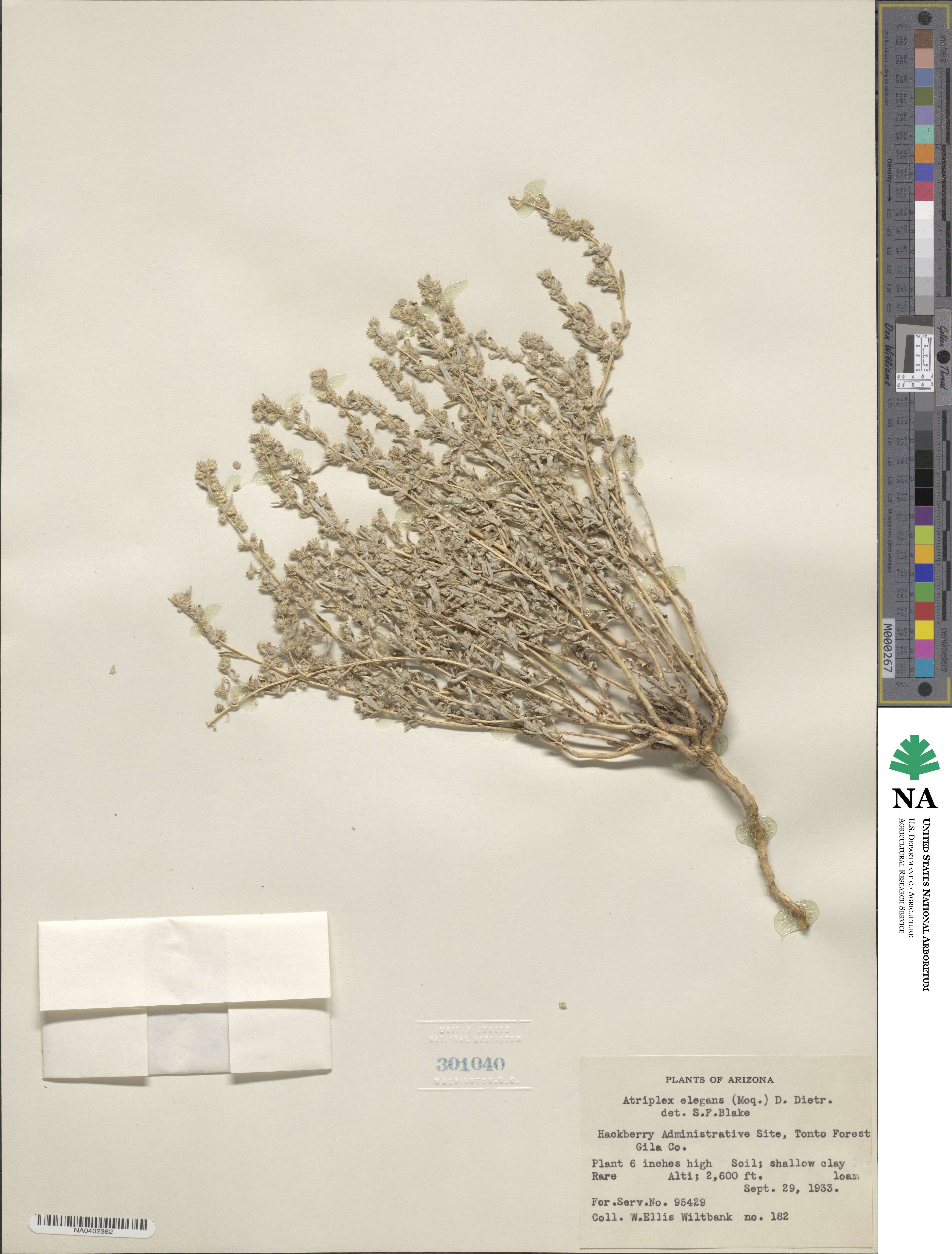 Atriplex elegans image