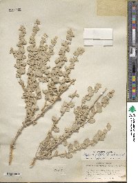 Atriplex confertifolia image