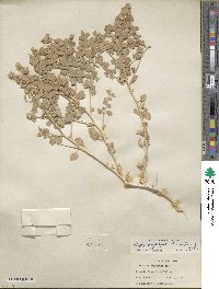 Atriplex confertifolia image