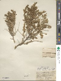 Atriplex confertifolia image