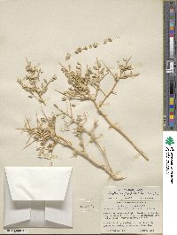 Atriplex confertifolia image