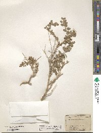 Atriplex confertifolia image