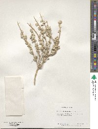 Atriplex confertifolia image