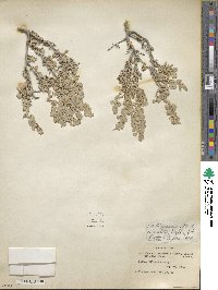 Atriplex confertifolia image