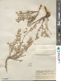 Atriplex confertifolia image