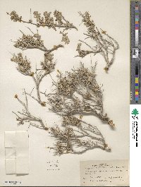 Atriplex confertifolia image