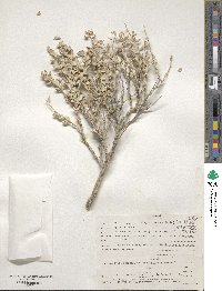 Atriplex confertifolia image