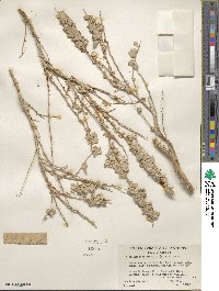 Atriplex confertifolia image