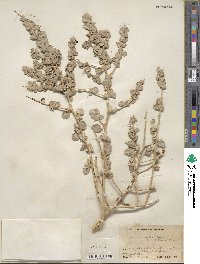 Atriplex confertifolia image