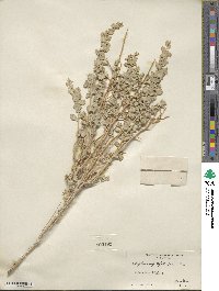 Atriplex confertifolia image