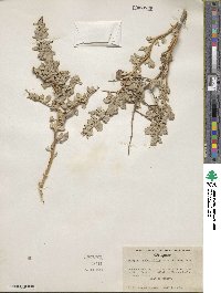 Atriplex confertifolia image