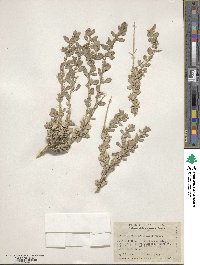 Atriplex confertifolia image