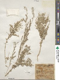 Atriplex confertifolia image