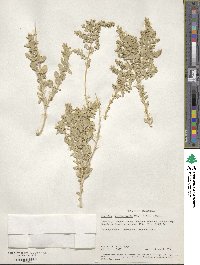 Atriplex confertifolia image