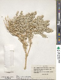 Atriplex confertifolia image