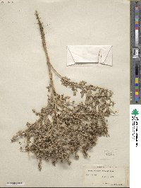 Atriplex argentea var. caput-medusae image