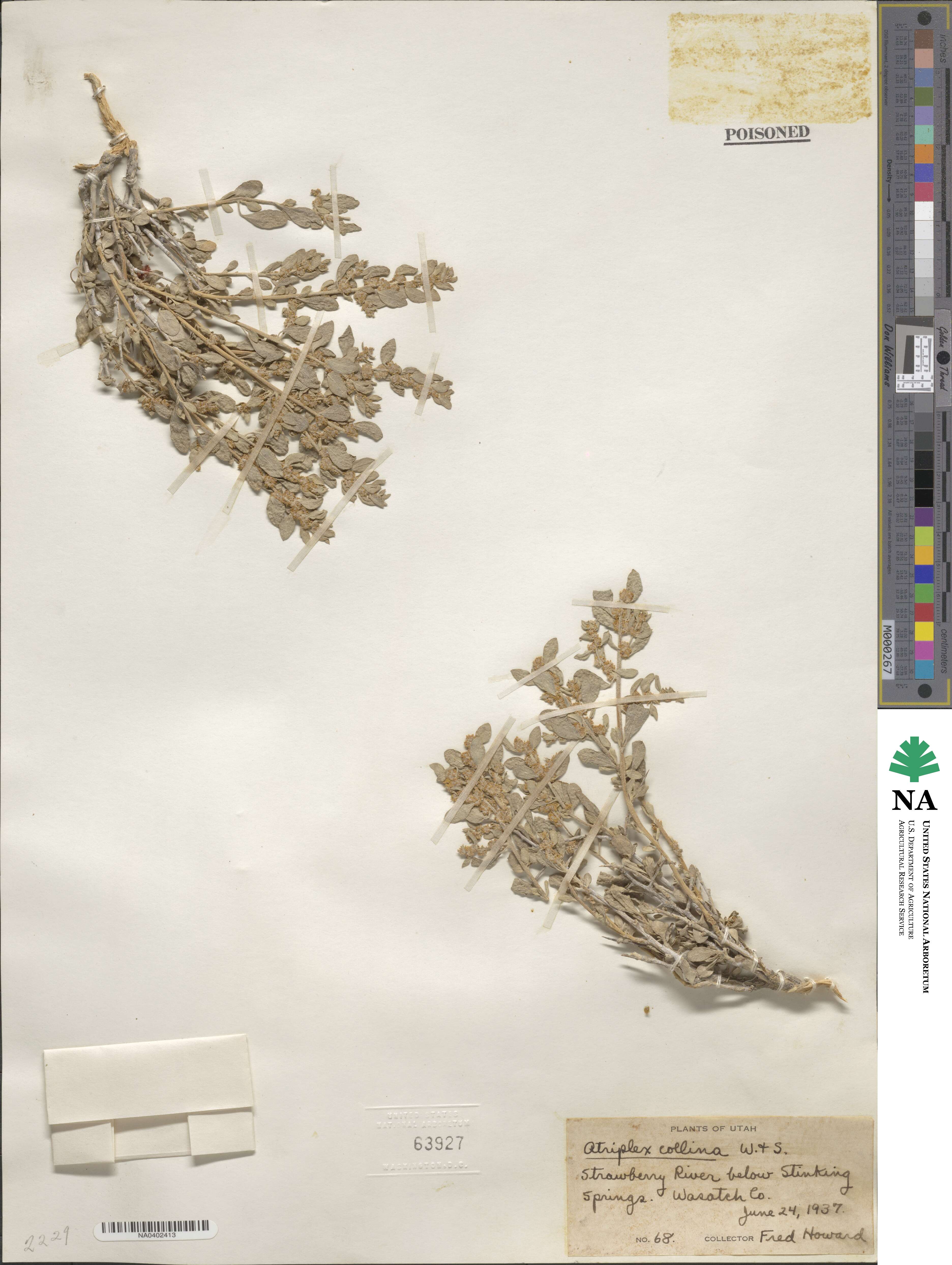 Atriplex confertifolia image