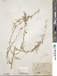 Atriplex confertifolia image