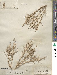 Atriplex confertifolia image