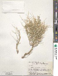 Atriplex confertifolia image