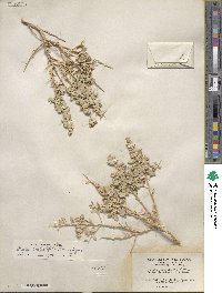 Atriplex confertifolia image