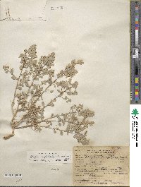 Atriplex confertifolia image